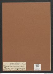 Synedra pulchella var. minutissima (W. Sm.) Grun. (de-Toni-Nr.: Genus 66, Species 2582) Zeichnungen Sammlung Grunow Mappe 02763 (Herbarium_W_Grunow_drawings_Folder_02763)